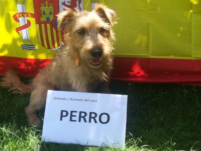 Perro - Pies. FiszkijJęzyk hiszpański.