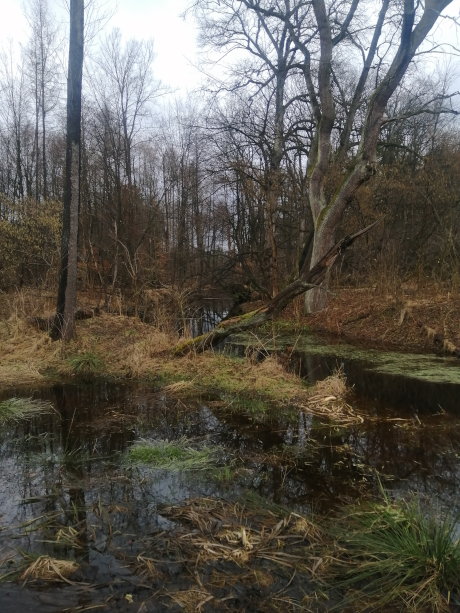 Puszcza Niepołomicka - rzeka