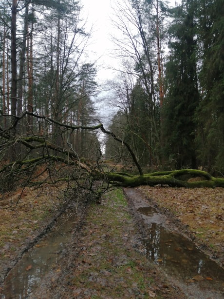 Przewrócone drzewo na drodze